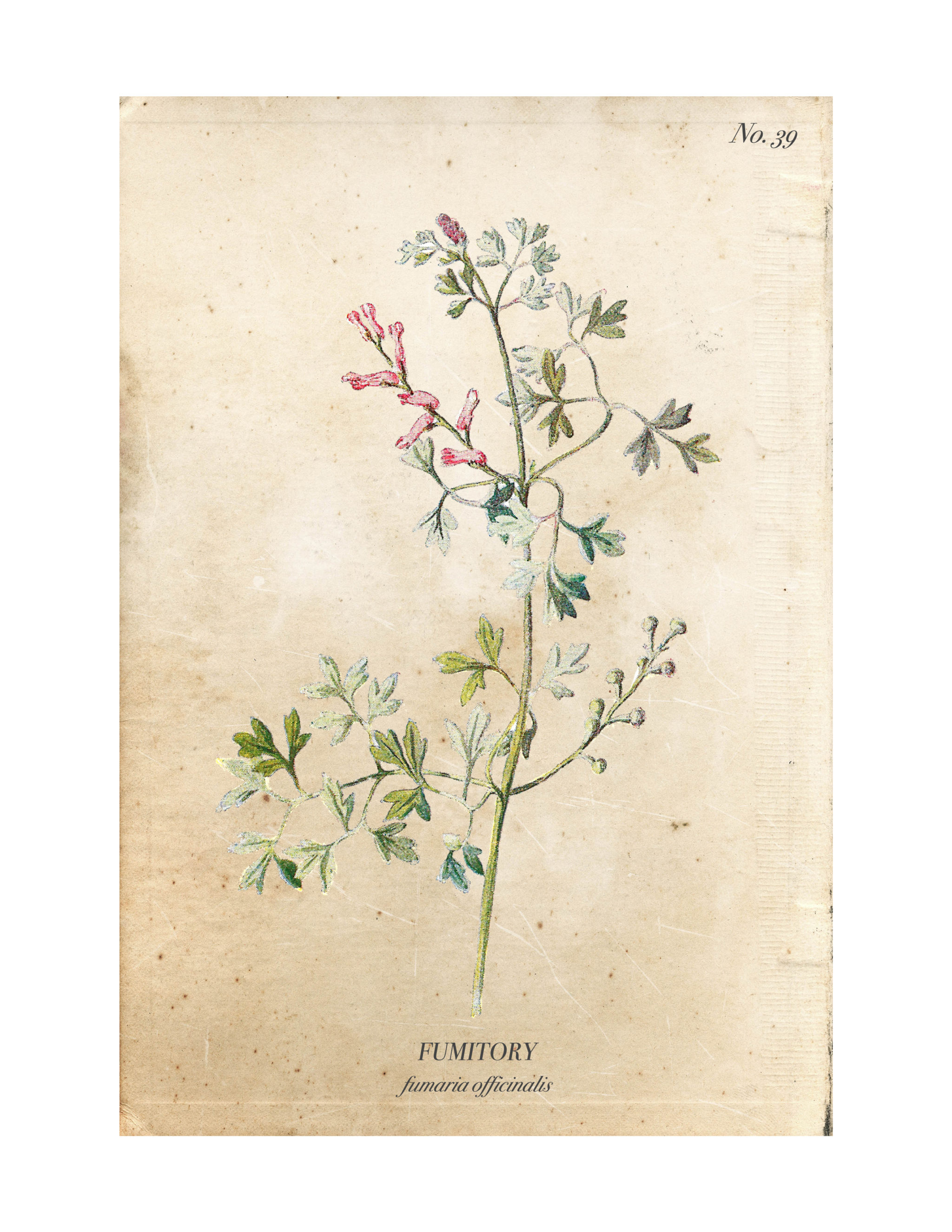 Fumitory Vintage Wild Flower Botanical Print Free A Burst of
