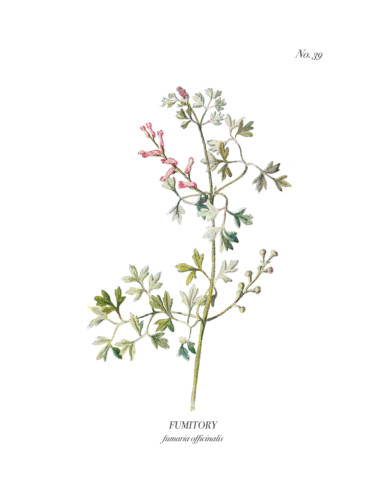 Vintage Wild Flower Botanical Prints - Nick + Alicia